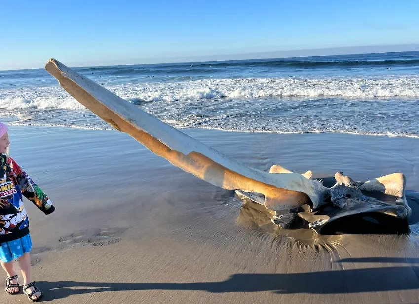 В Калифорнии нашли гигантский череп на берегу океана. Обложка © X / Louiseyourmama