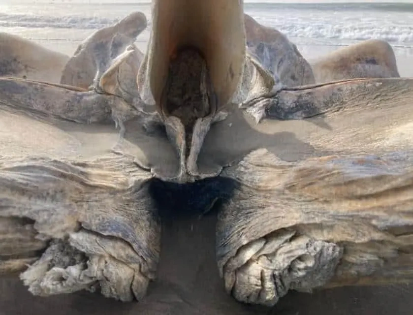 В Калифорнии нашли гигантский череп на берегу океана. Фото © X / Ir. Benny Dwika Leonanda