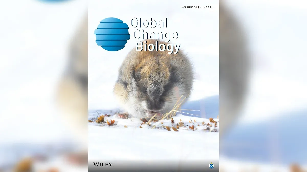 Лемминг из ЯНАО на обложке журнала Global Change Biology. Обложка © Telegram / Global Сhange Biology