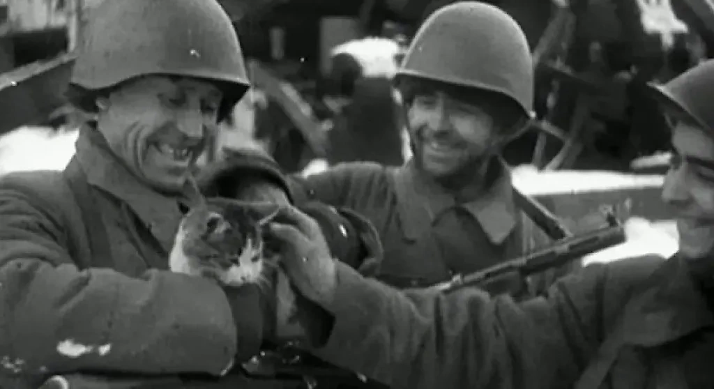 Даже коты помогали Советской армии во время Отечественной войны. Фото © VK