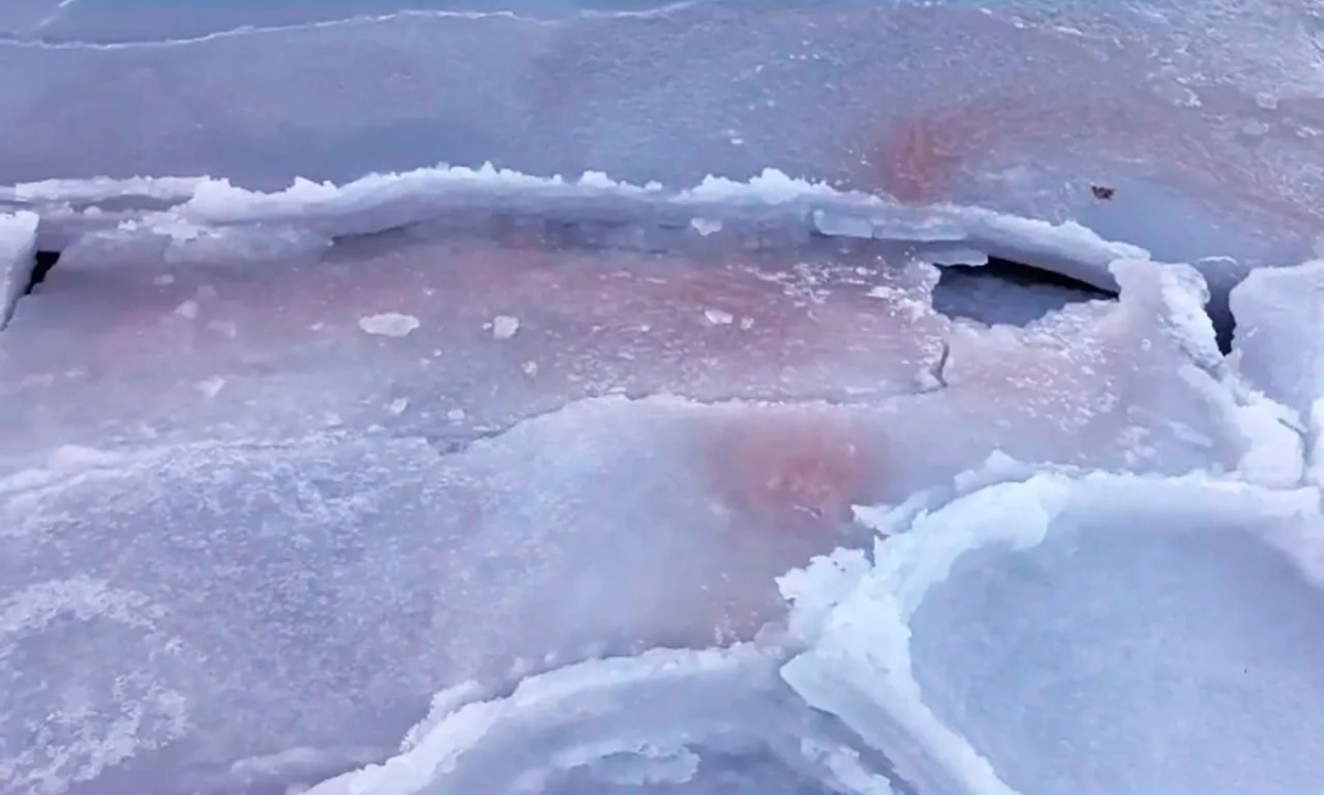 "Кровавый лёд" в Приморье. Фото © Telegram / ННЦМБ ДВО РАН