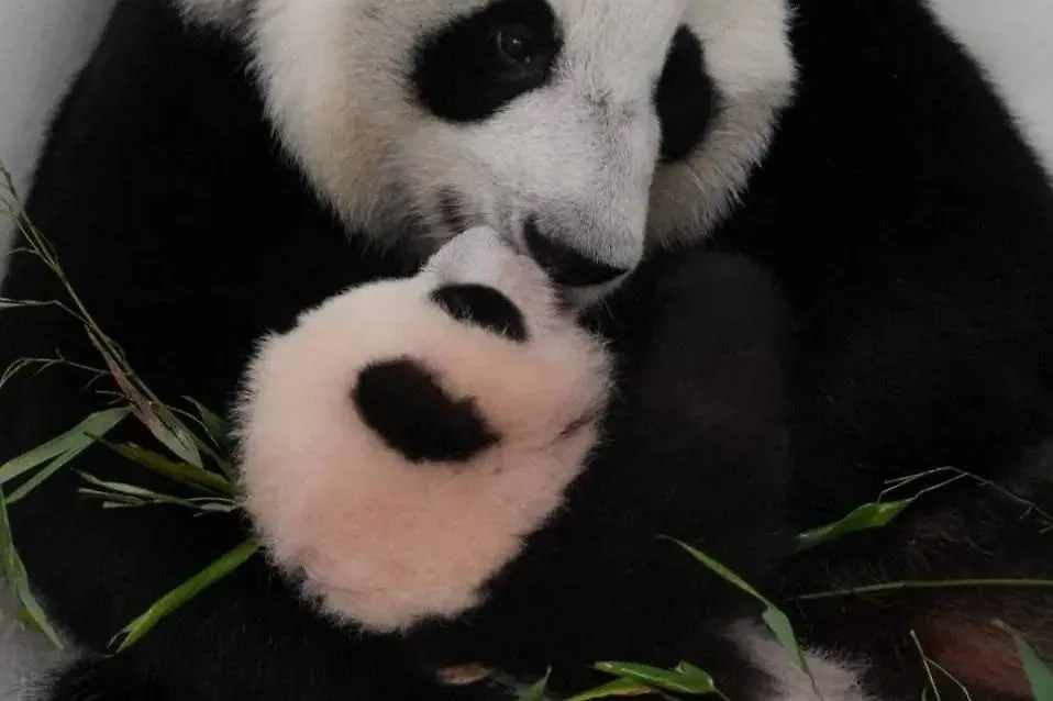 В зоопарке панда Катюша растёт и развивается. Фото © t.me / Светлана Акулова