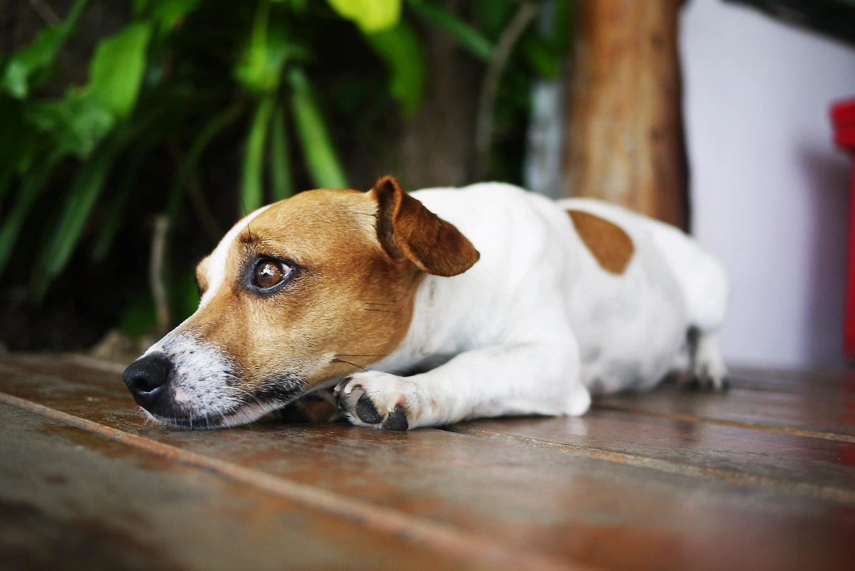 Игнорирование — худшее наказание для собак. Обложка © Freepik / benzoix