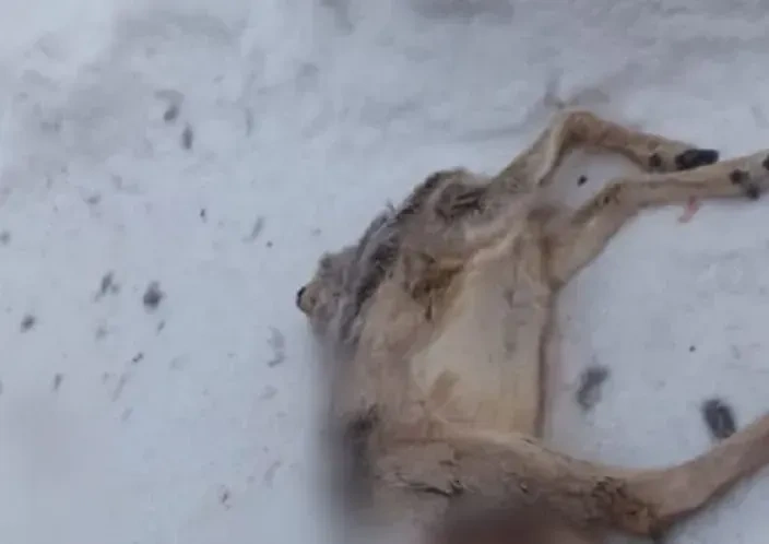 Мёртвая косуля в Шадринске, которую загрызли псы. Обложка © Ura.ru