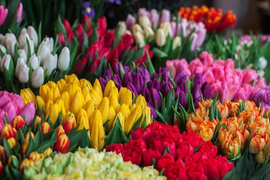 Стоимость цветов к 14 февраля будет зависеть от спроса, поставщиков и конкретных точек продаж. Обложка © Unsplash