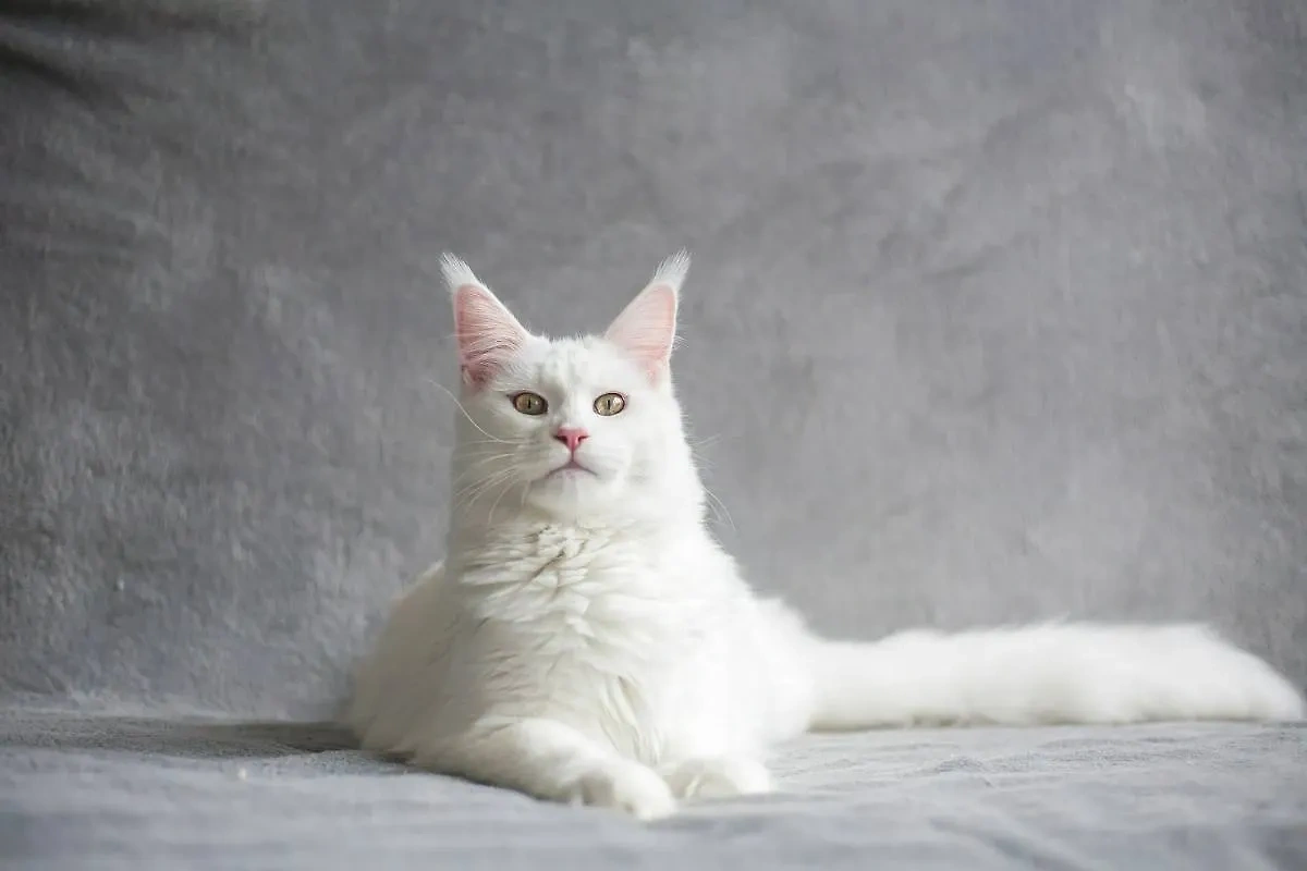 Питомца нужно выбирать из породы кошек-долгожителей: мейн-кун. Фото © Unsplash / Kanashi