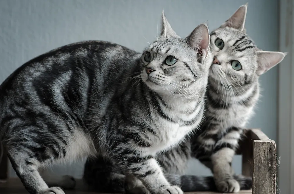 Американская короткошёрстная — отличная порода котов-долгожителей. Фото © Shutterstock