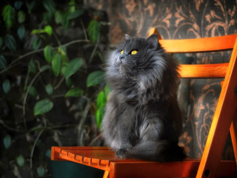 Породы кошек, которые надолго останутся с вами: персидская. Фото © Shutterstock