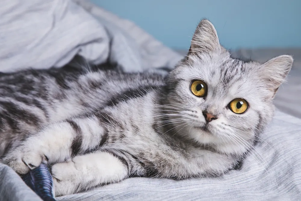 Некоторые породы кошек даже на фото кажутся добрыми: американская короткошёрстная. Фото © Shutterstock / FOTODOM