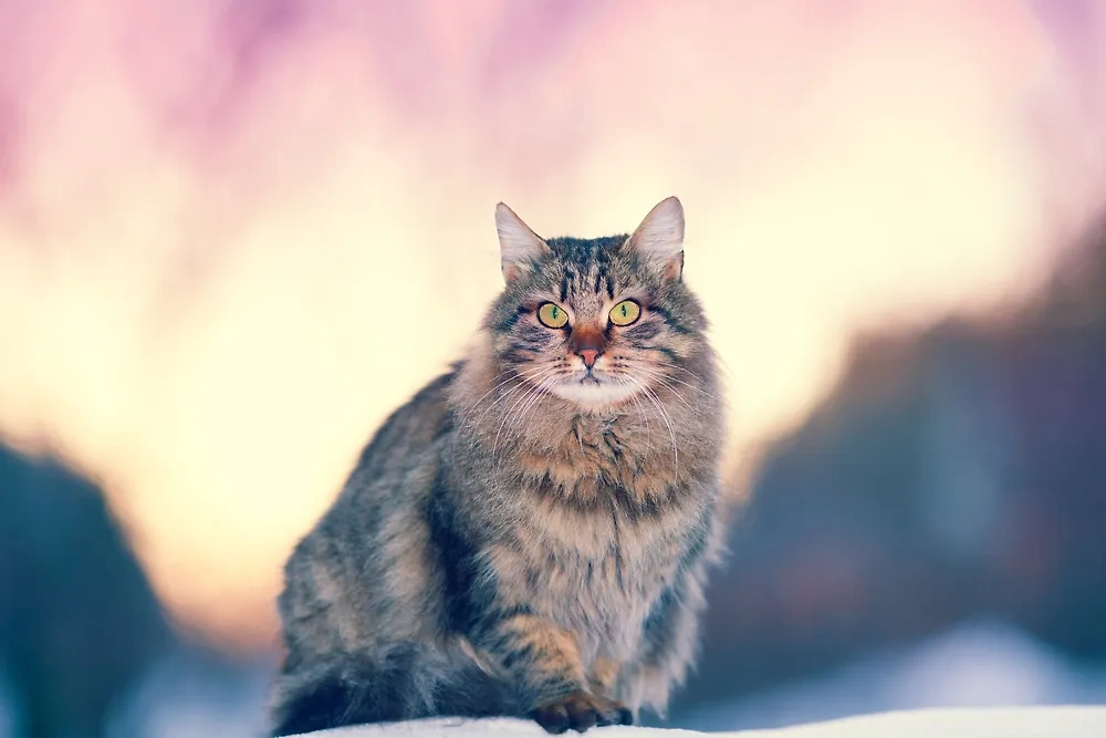 Сибирская кошка будет нянчиться с ребёнком и играть с собакой. Фото © Shutterstock / FOTODOM