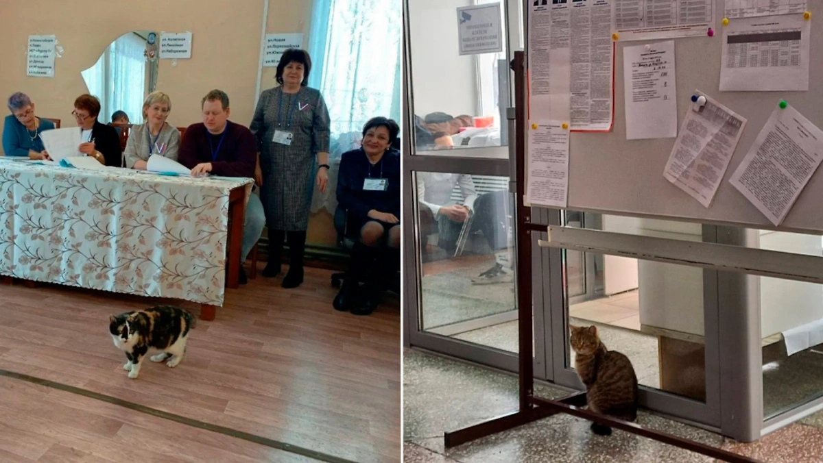 На выборах в Новосибирской области замечены усатые "наблюдатели" Мурзик и Муся. Фото © Telegram / Mash Siberia 
