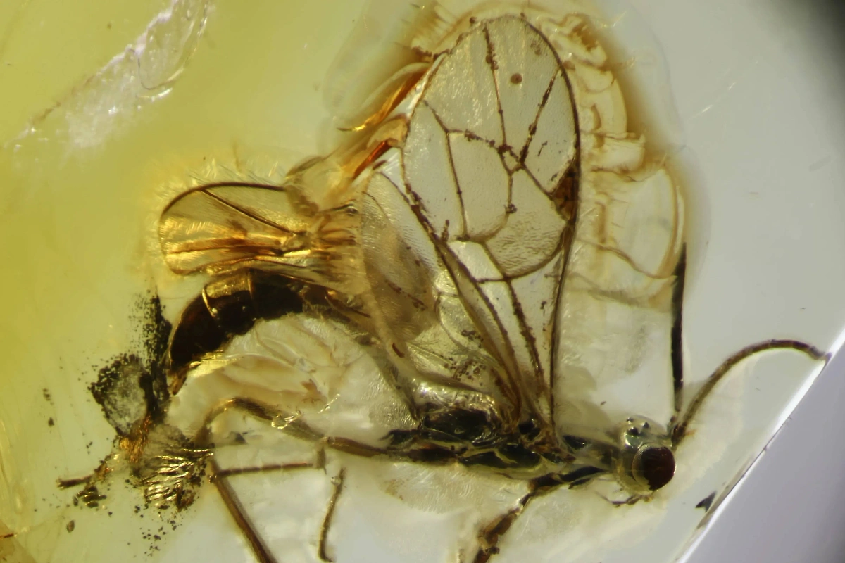 В Калининграде сотрудник Музея янтаря обнаружил новый род и вид древней осы. Обложка © Сайт Музея янтаря