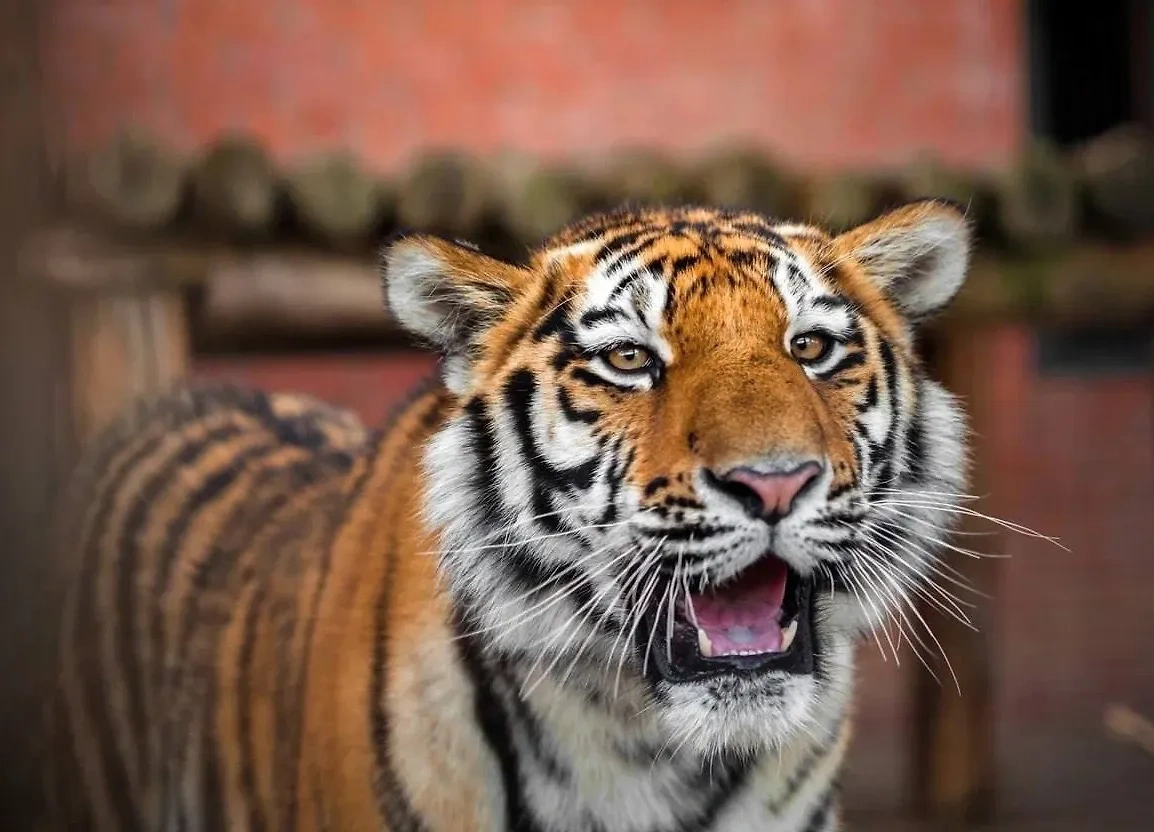 Тигр столичного зоопарка. Обложка © Telegram / Московский зоопарк