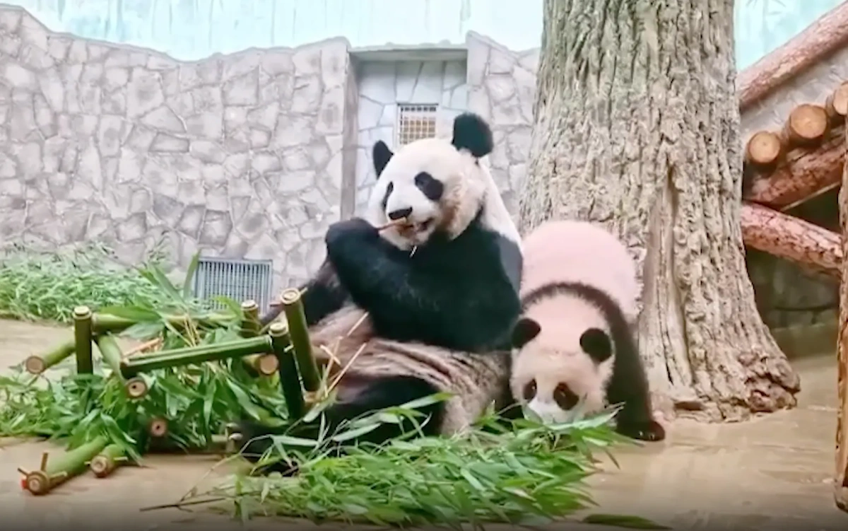 Жуи, Диндин и Катюшу поздравили с Международным днём панд. Обложка © Telegram / Московский зоопарк