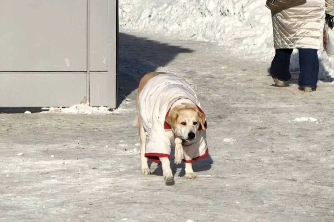 Собака-модница завелась в Сургуте. Обложка © VK / О, Сургут!
