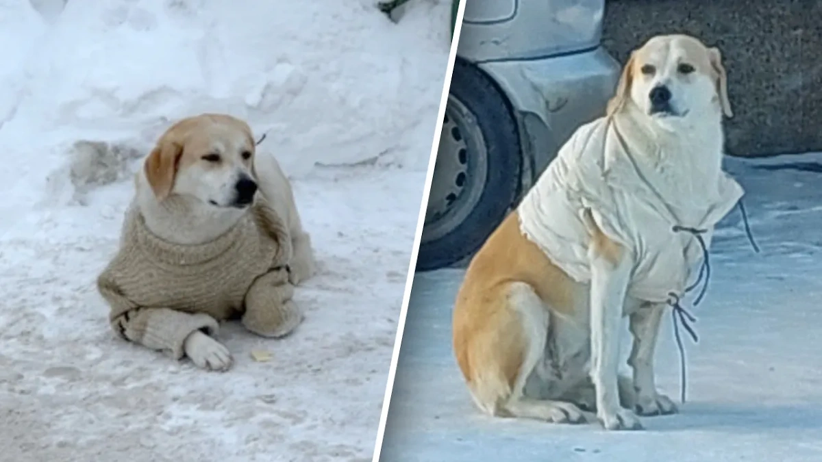 Собака-модница завелась в Сургуте. Фото © VK / О, Сургут!