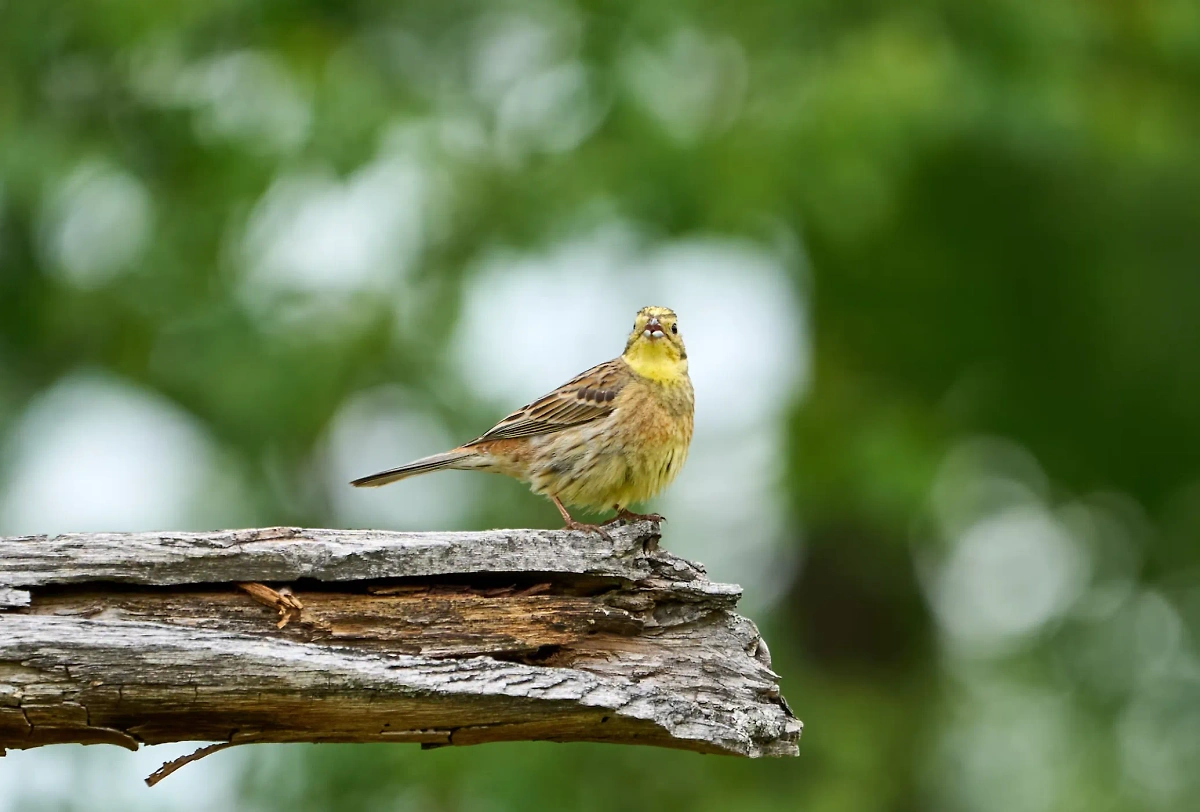 Птичку овсянку легко узнать по яркому золотисто-жёлтому оперению на голове и груди. Фото © Dmitrii Zhodzishskii / Unsplash 