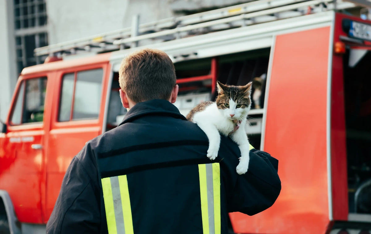 2 марта 2024 года отмечается День спасения кошек и другие праздники. Фото © Shutterstock.com 