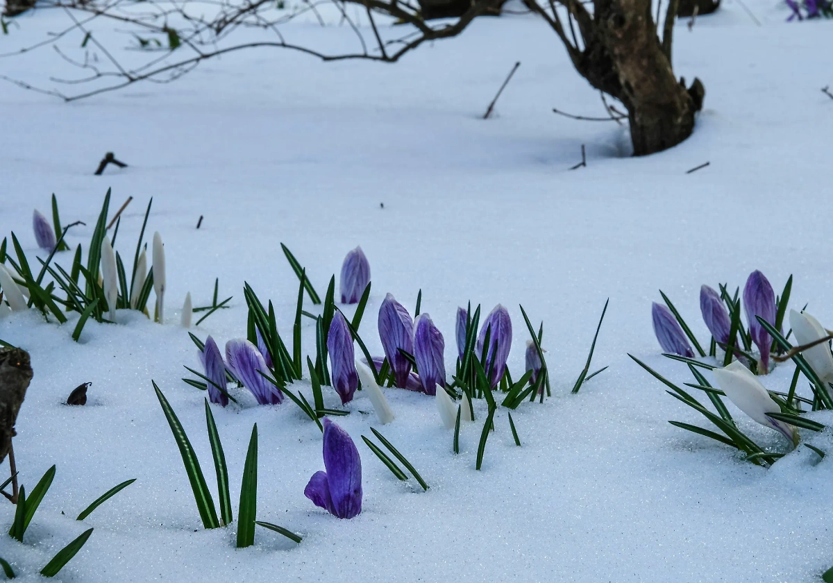 Многие приметы 14 марта предскажут погоду на всю весну. Фото © Pedro Netto / Unsplash 