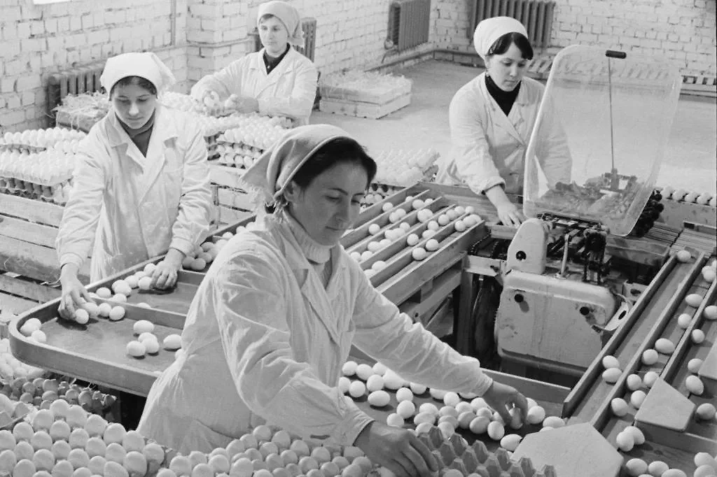 Перед войной в год в СССР производили 12,5 миллиарда яиц. Фото © ТАСС / Александр Овчинников