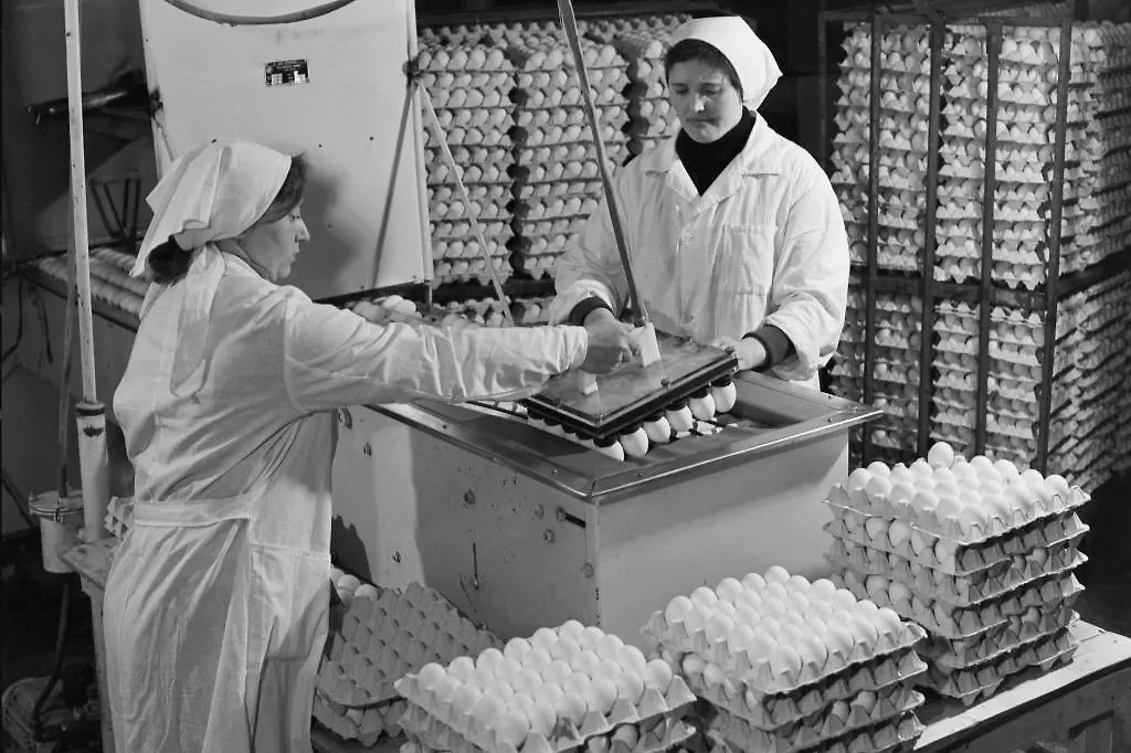 На производстве яйца упаковывали в большие деревянные ящики, а слои яиц пересыпали древесной стружкой. Фото © ТАСС / Юрий Белозеров