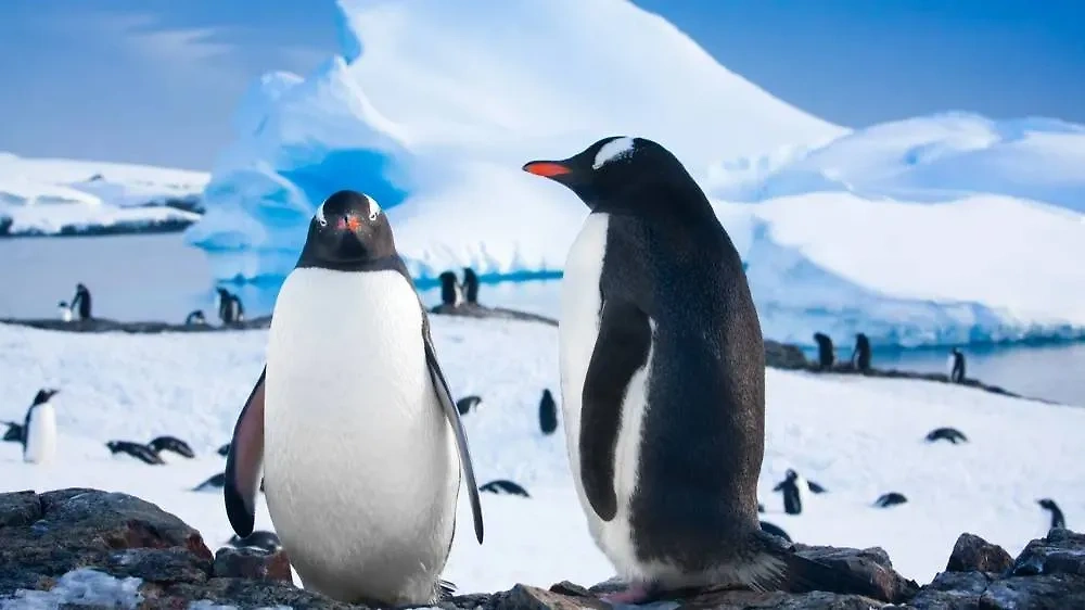 Учёные встревожены гибелью животных от загадочного вируса в Антарктиде. Обложка © Shutterstock / FOTODOM