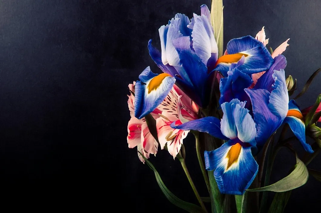 Как цвет цветов влияет на настроение? Синие ирисы успокаивают женщин. Фото © Freepik