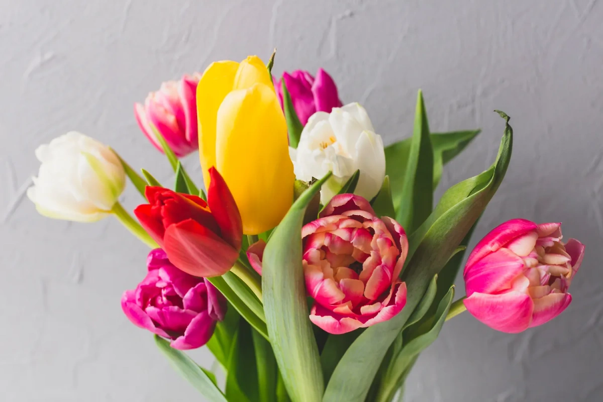 Весенние букеты с тюльпанами помогут завоевать сердце женщины. Фото © Freepik
