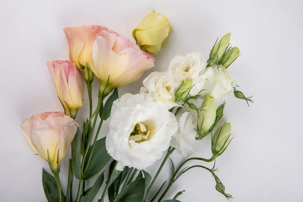 Как цветы влияют на настроение? Эустома поможет покорить любую красавицу. Фото © Freepik