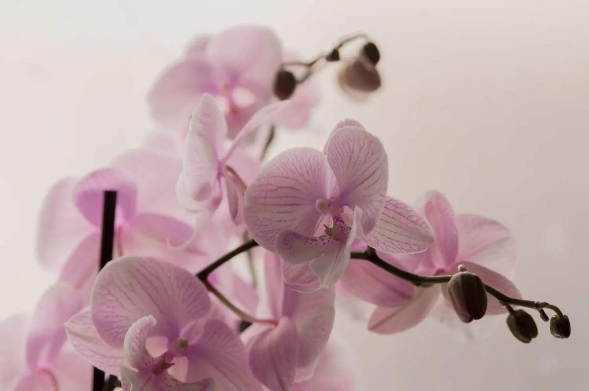 Букет из орхидей: приметы, свойства и влияние на женщин. Фото © Freepik