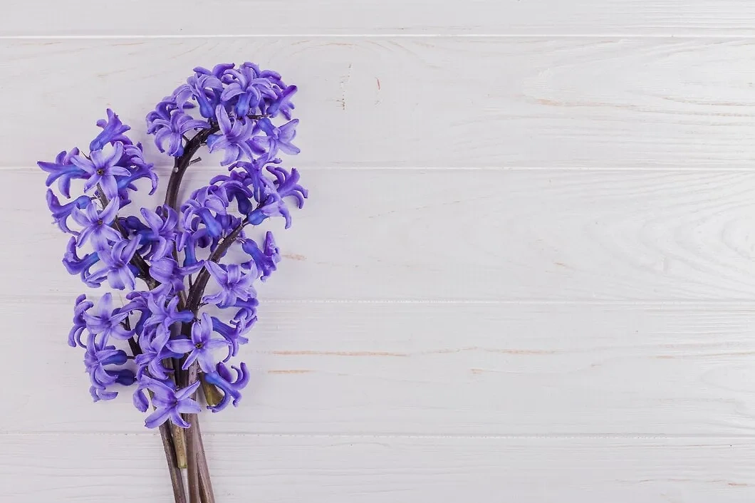 Многие цветы поднимают настроение. Например, лаванда — натуральный афродизиак для женщин, поскольку, услышав её запах, они хотят близости. Фото © Freepik
