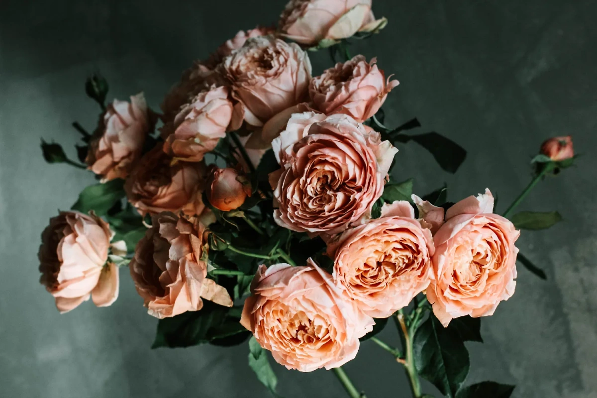 В чём плюс пионовидных роз? Как с помощью правильного букета влюбить в себя женщину. Фото © Freepik