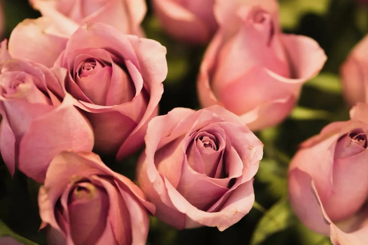 Цветы страсти: какие розы выбрать на свидание с девушкой? Фото © Freepik