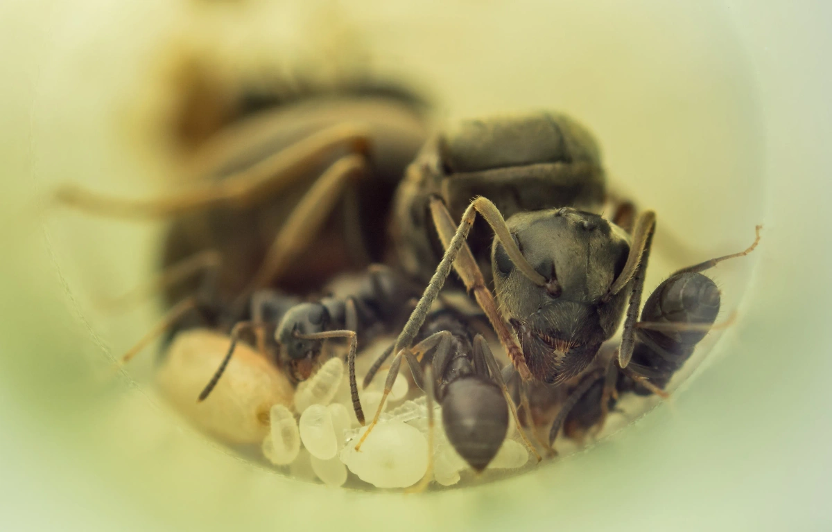 Чёрные садовые муравьи, матка и отложенные ею яйца. Обложка © Shutterstock / FOTODOM