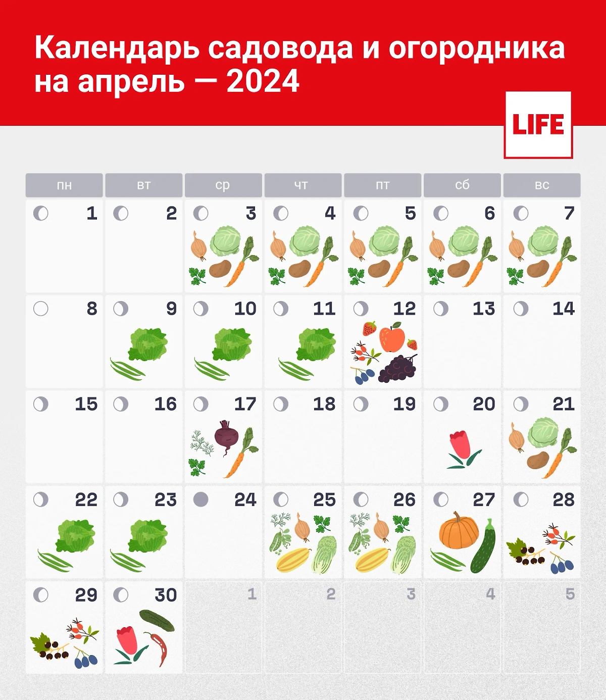 Лунный календарь садовода и огородника на апрель 2024 года: в какой день что сажать. Инфографика © Life.ru 