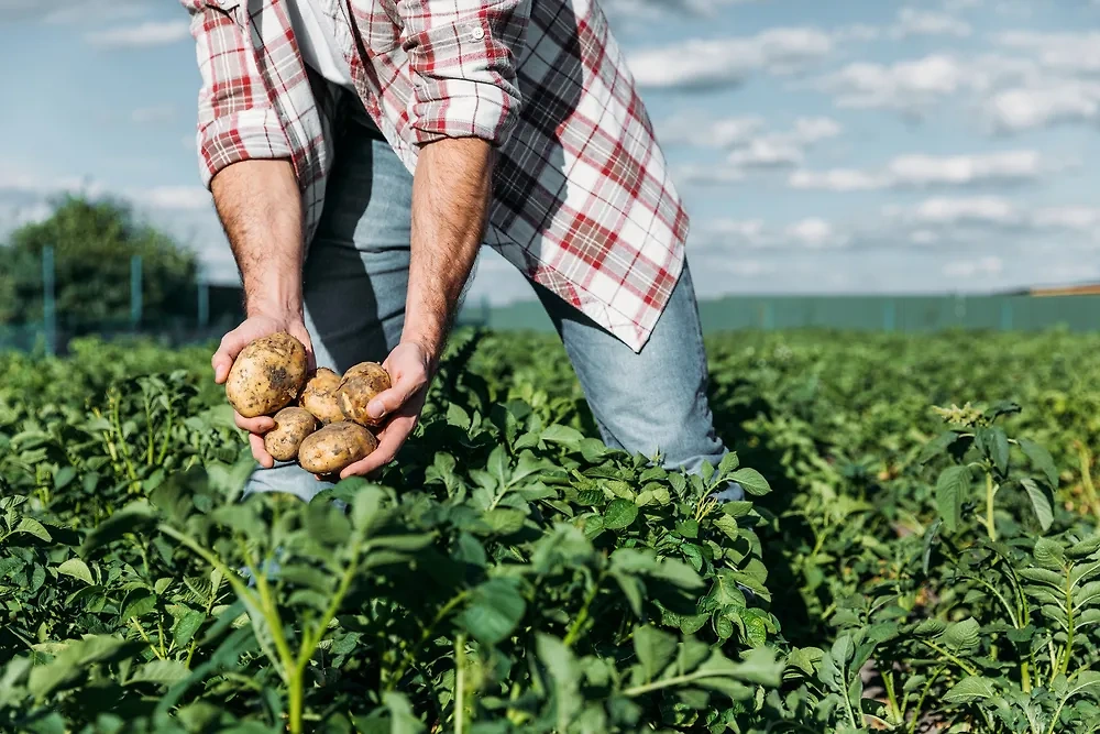 В южных регионах картофель можно высаживать после 20 апреля. А максимально поздняя дата посадки картофеля — 10 июня. Фото © Shutterstock / FOTODOM