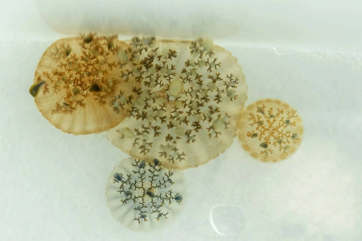 Размножение медузы цианеи волосистой. Фото © Приморский океанариум