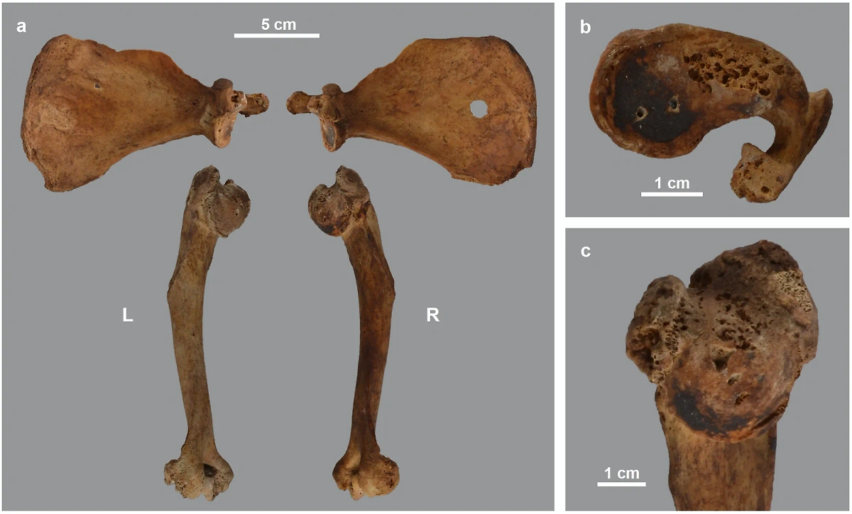 Некоторые останки бабуинов, исследованные бельгийскими учёными. Фото © journals.plos.org