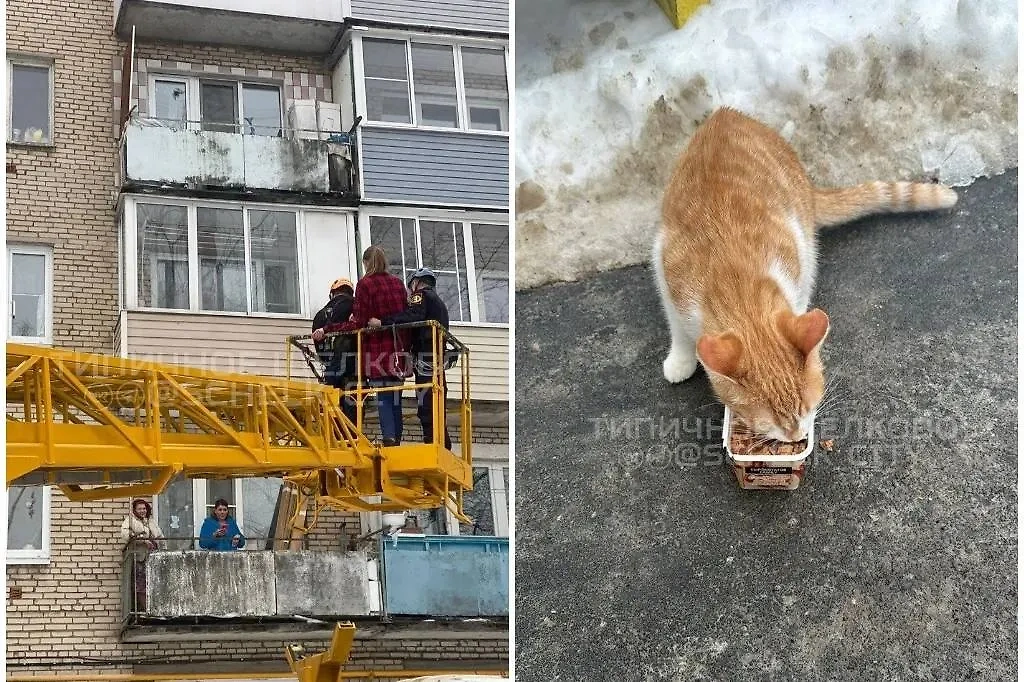 Кадры спасения застрявших на дереве девушки и кота. Обложка © VK / Типичное Щёлково 