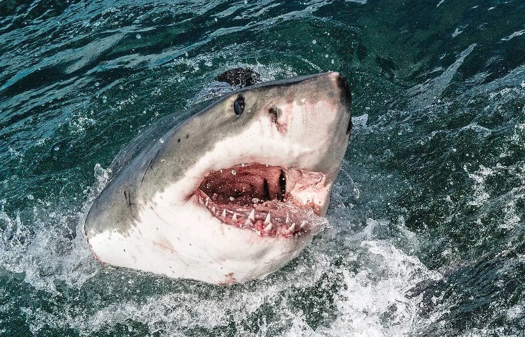 Акулы внушают страх путешественникам. Фото © Shutterstock / FOTODOM
