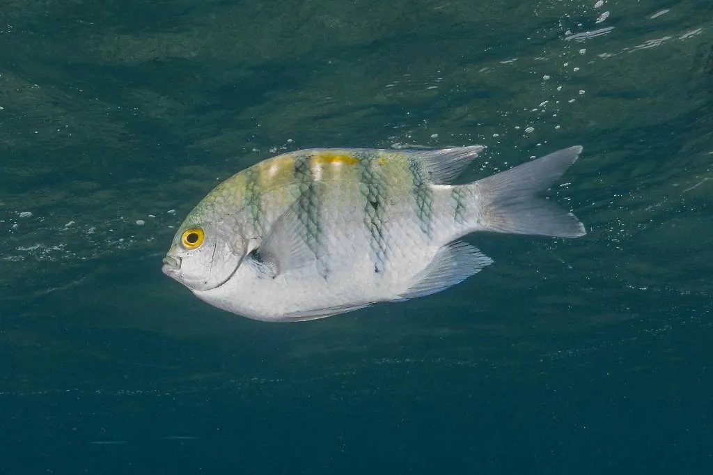 Как ни странно, рыбы тоже влияют на выбор туристов. Фото © Shutterstock / FOTODOM