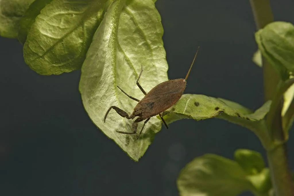 Многие туристы боятся экзотических насекомых. Фото © Shutterstock / FOTODOM