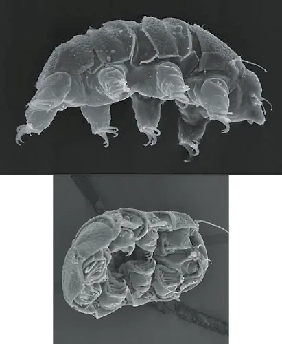 Тихоходки. https://www.americanscientist.org/article/tardigrades
