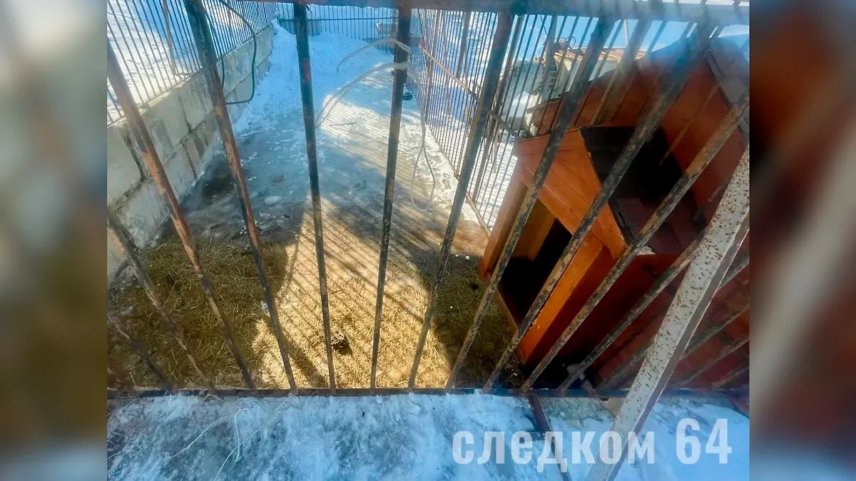 Вольер, где содержится лев, который напал на девочку в Саратове. Обложка © Пресс-служба СУ СК РФ по региону. 