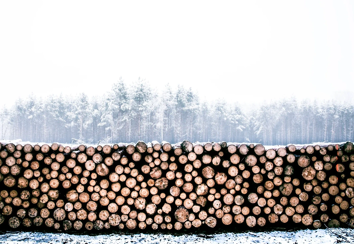 Рубить деревья для заготовки дров после 6 марта считалось грехом. Фото © Radek Grzybowski / Unsplash 