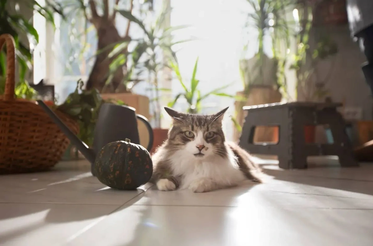 Можно ли завести кота для очищения квартиры от негативной энергии? Фото © Freepik