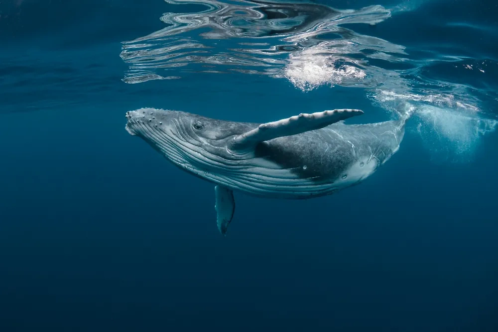 Кит. Обложка © Shutterstock / FOTODOM / Craig Lambert Photography