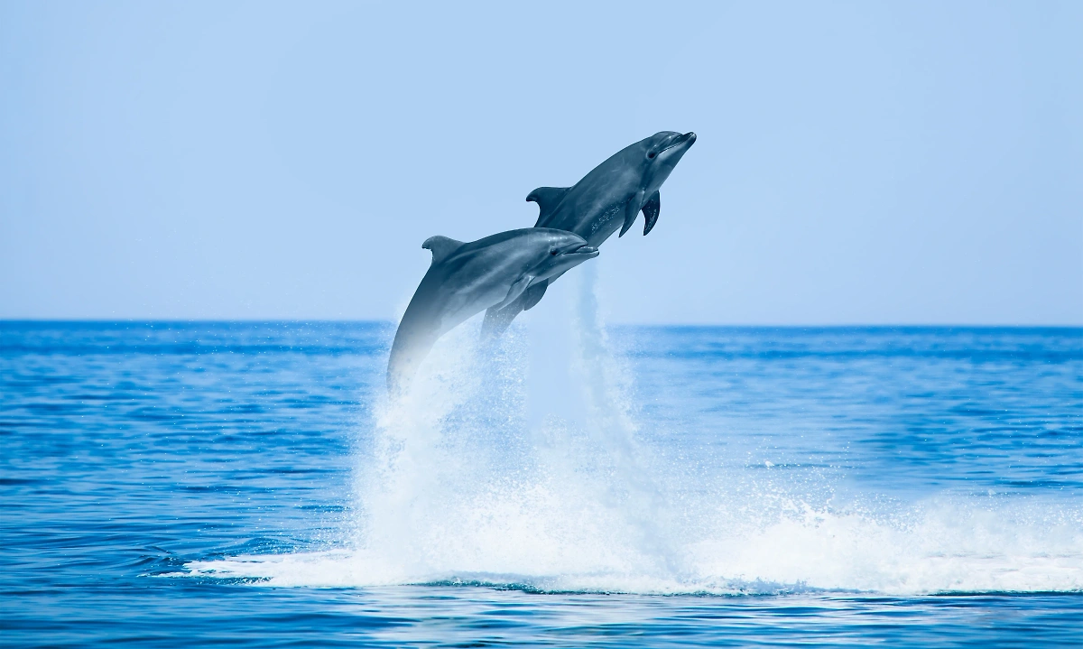 Дельфины. Обложка © Shutterstock / FOTODOM /muratart
