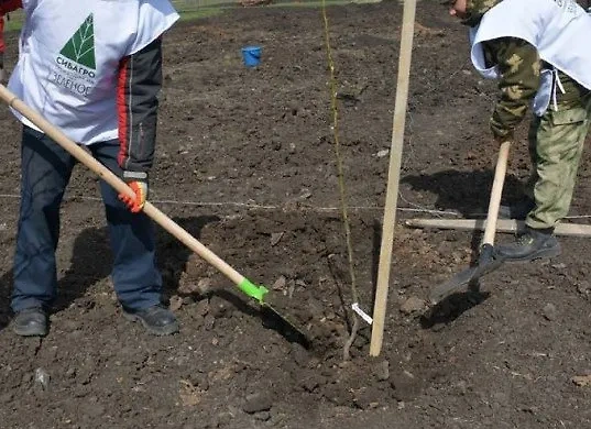 Сад памяти в Белгородской области. Обложка © Telegram / Правительство Белгородской области