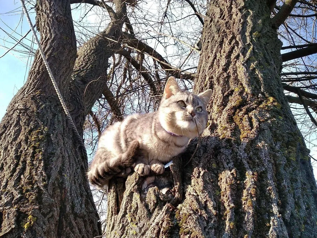Кот Мишка. Обложка © VK / СИЛА В ПРАВДЕ ZOV